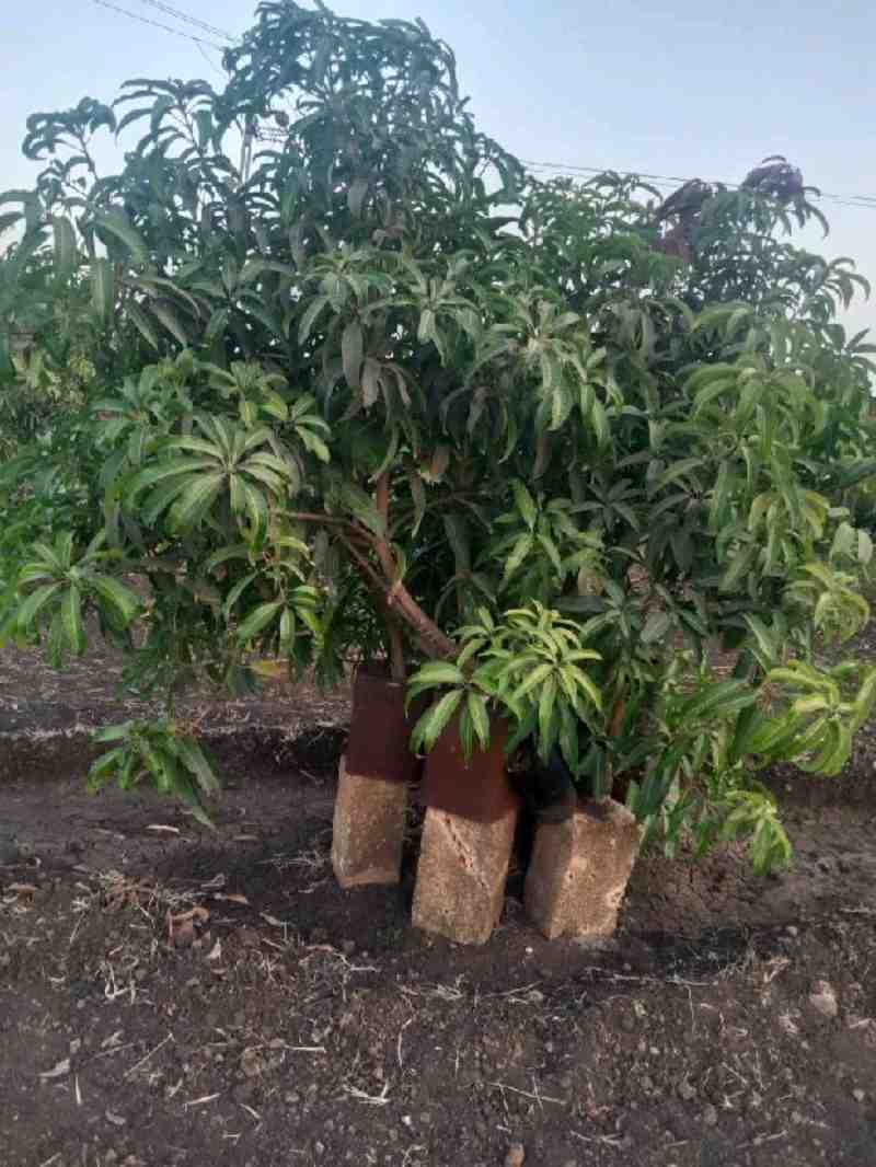 કેસર કલમ
