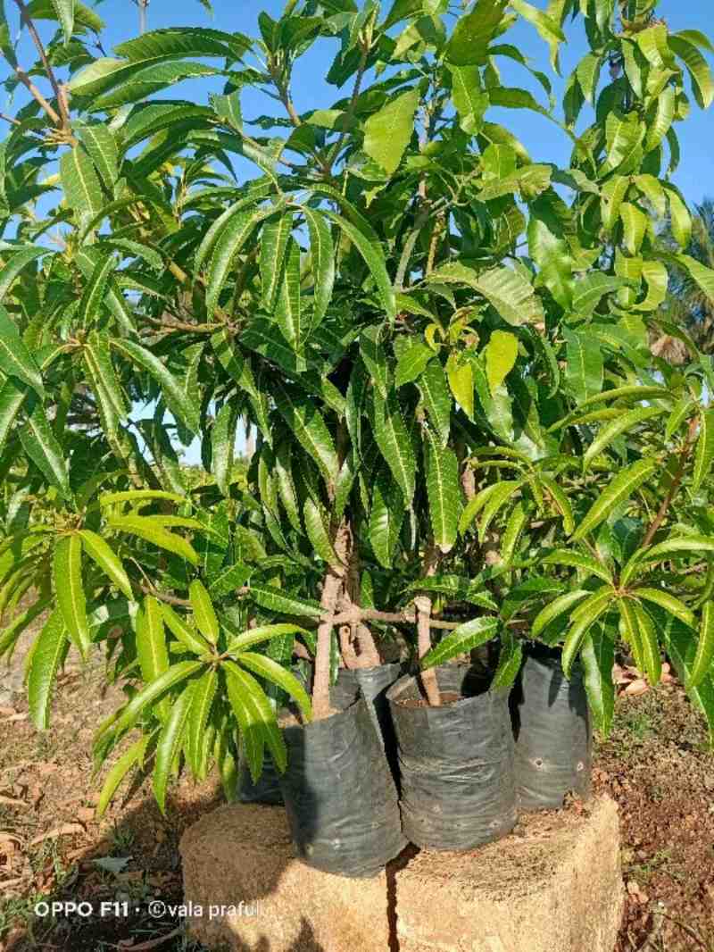 કલમ