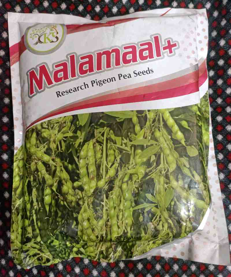 એરંડા બીયારણ મળશે