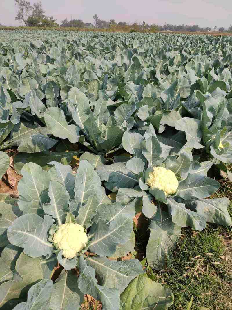 ભુસ્ત્ર સુપર અને ગ્રો મેઝિક એડવાન્સ