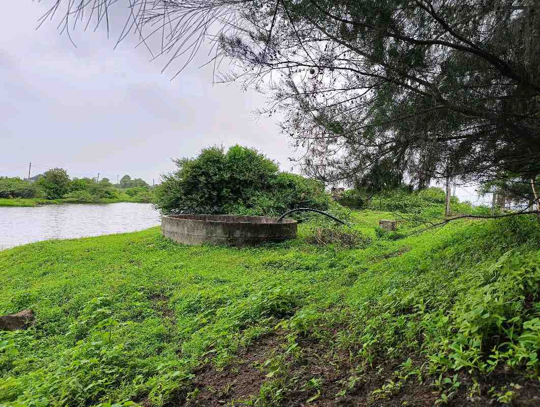 સફેદ ચંદનની વાડી