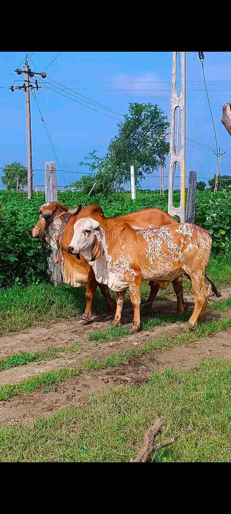 kabari gir
